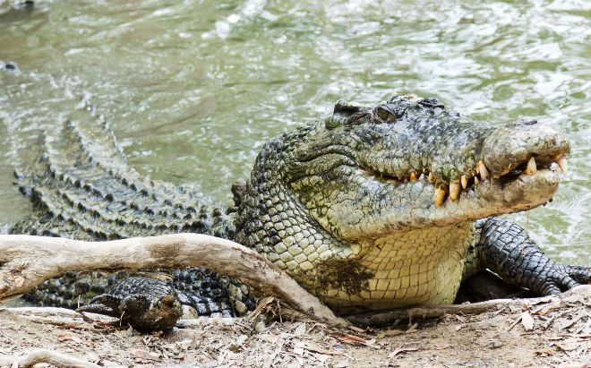 Gismeteo Na Severnoj Territorii V Avstralii Pojman Neobychno Krupnyj Krokodil Proisshestviya Novosti Pogody