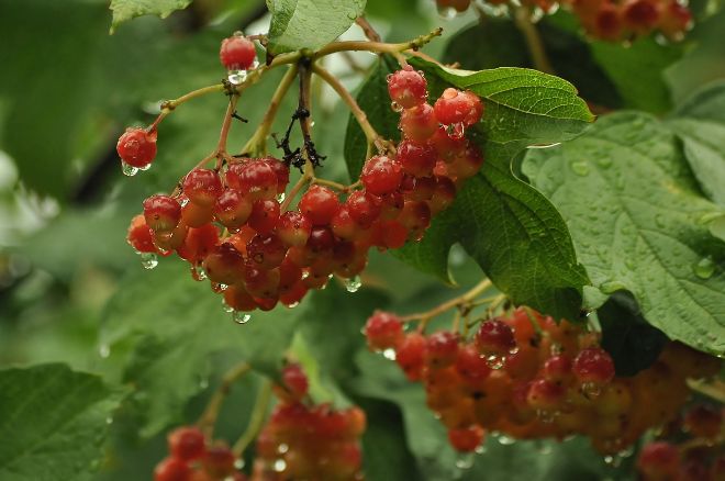 Калина красная ягода фото дерева и листьев GISMETEO: 5 сентября в Беларуси ожидается переменная облачность, днем до +25 ° С